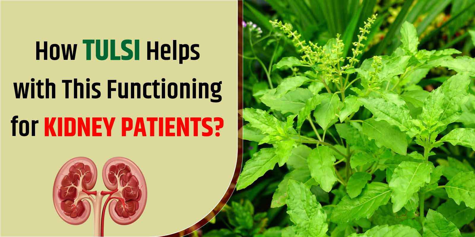 How Tulsi Helps with This Functioning for Kidney Patients?
